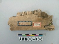 藏品(獸下顎骨)的圖片